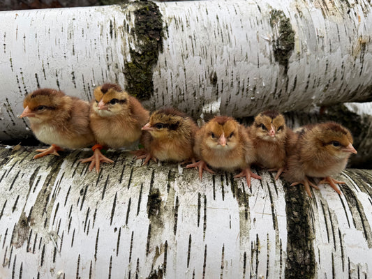 Welsummer Chicks