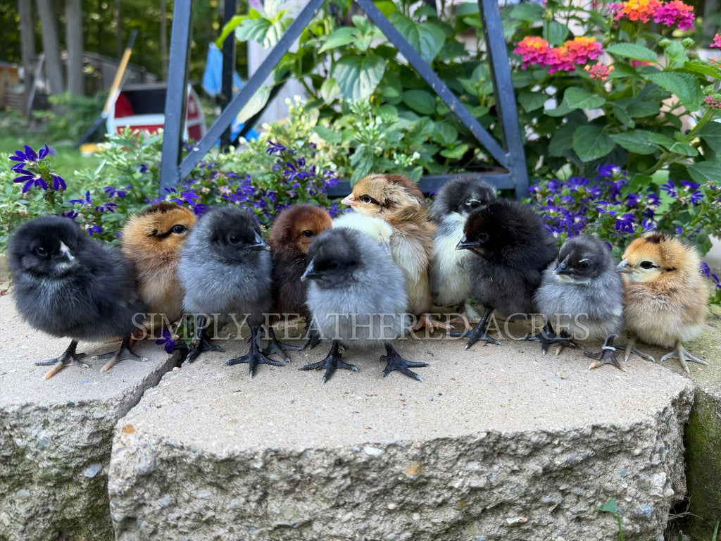 Chick Mystery Box