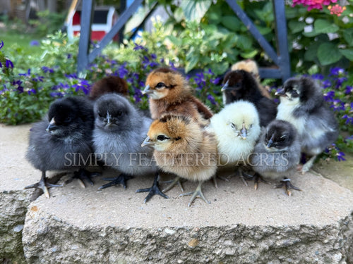Chick Mystery Box