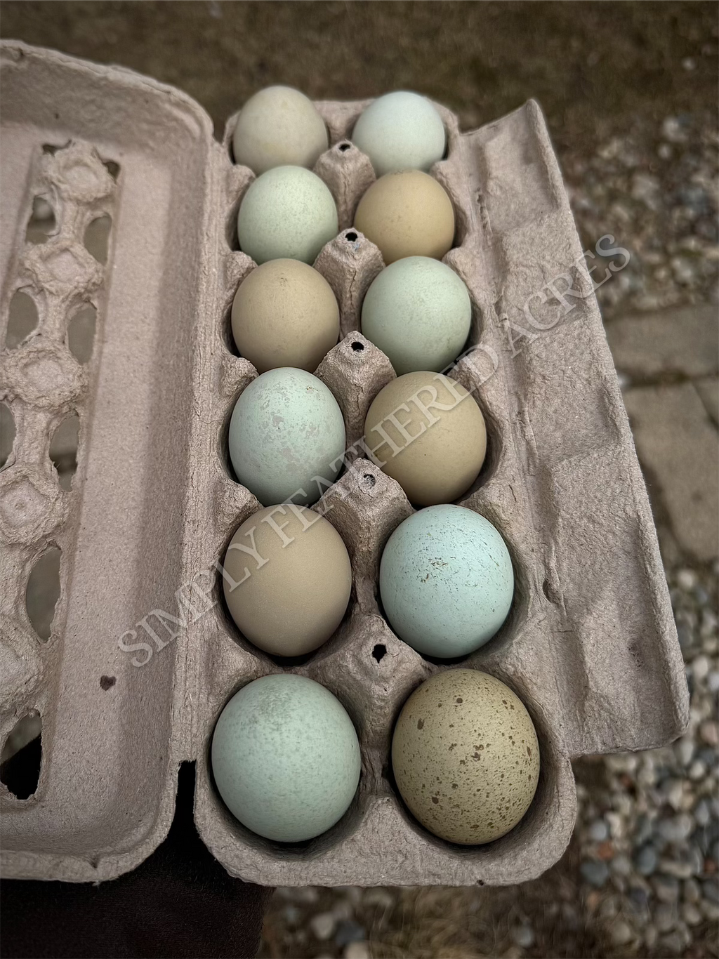 Silverudd’s Blue Hatching Eggs