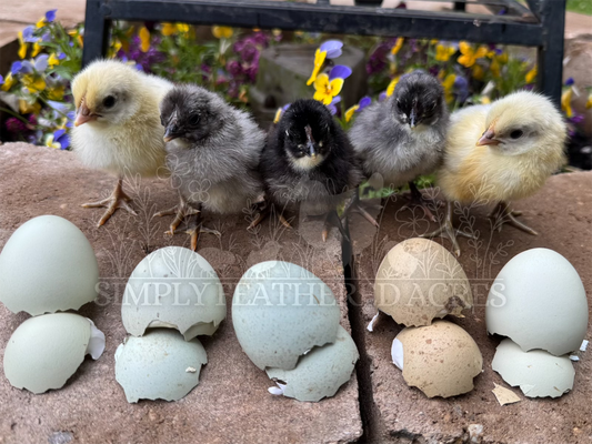 Silverudd’s Blue Chicks