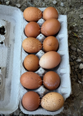 Welsummer Hatching Eggs