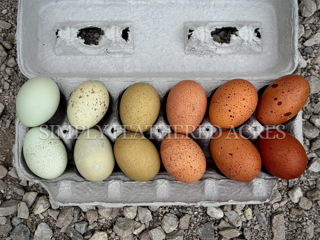 Speckled Hatching Eggs