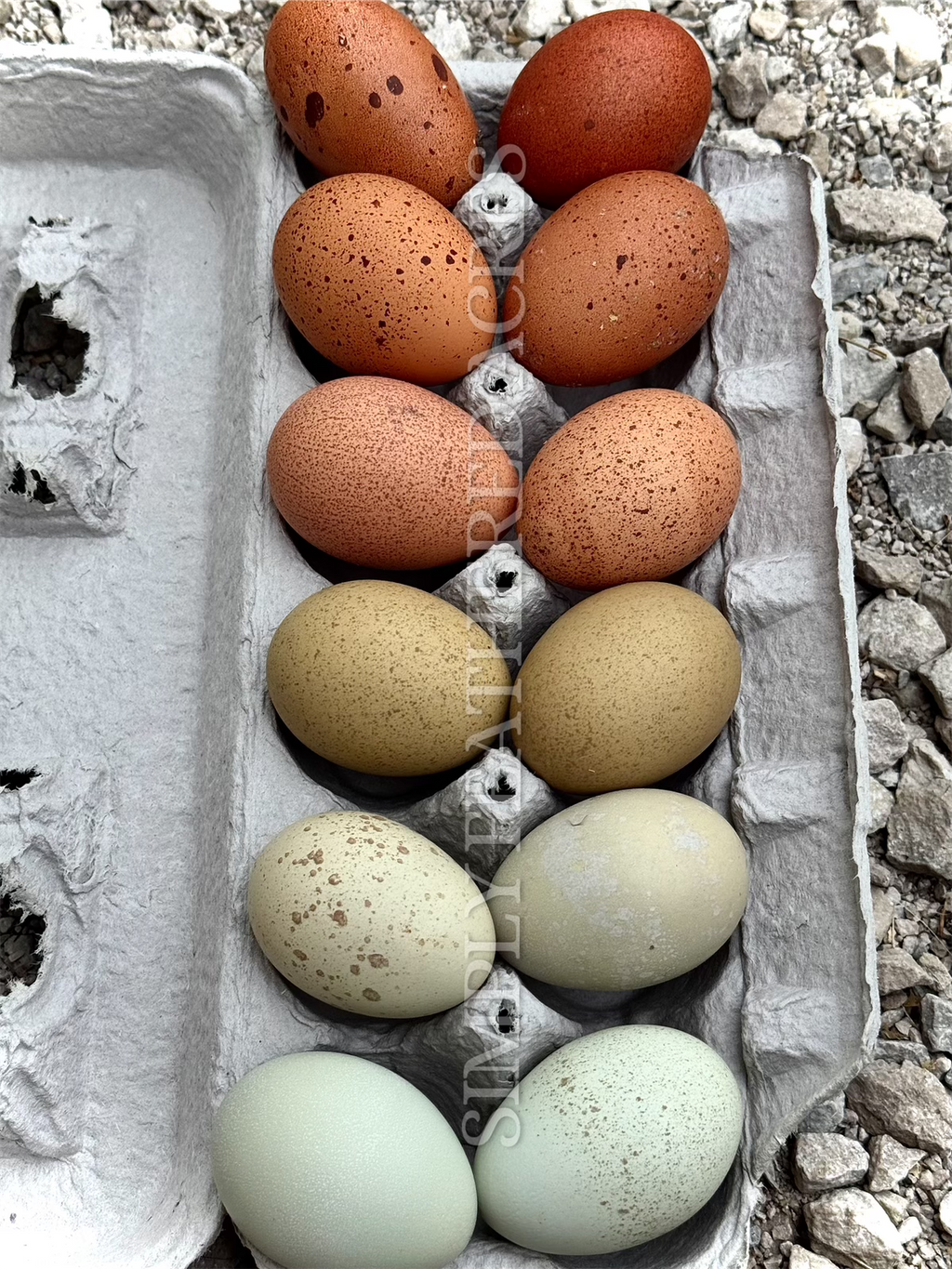 Speckled Hatching Eggs