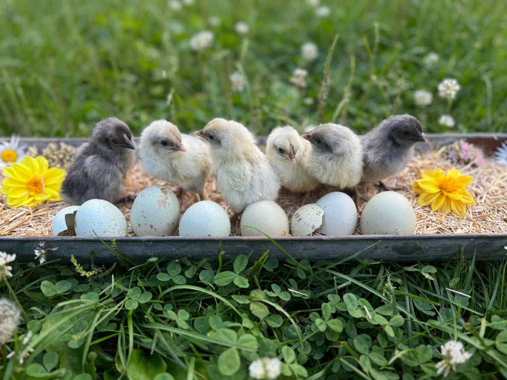 Silverudd’s Blue Chicks – Simply Feathered Acres