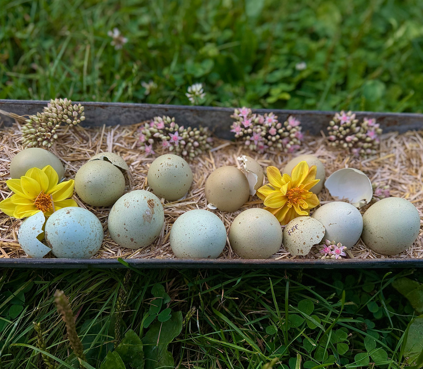 Silverudds Blue Hatching Eggs