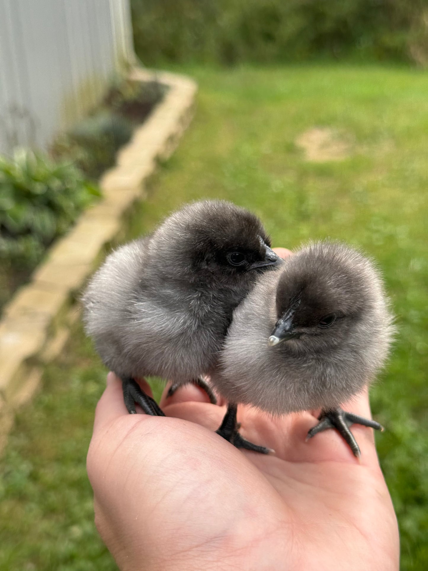 Fibro Egger Hatching Eggs