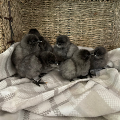 Olive Egger Chicks