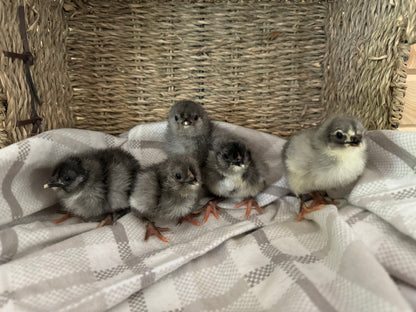 Olive Egger Chicks
