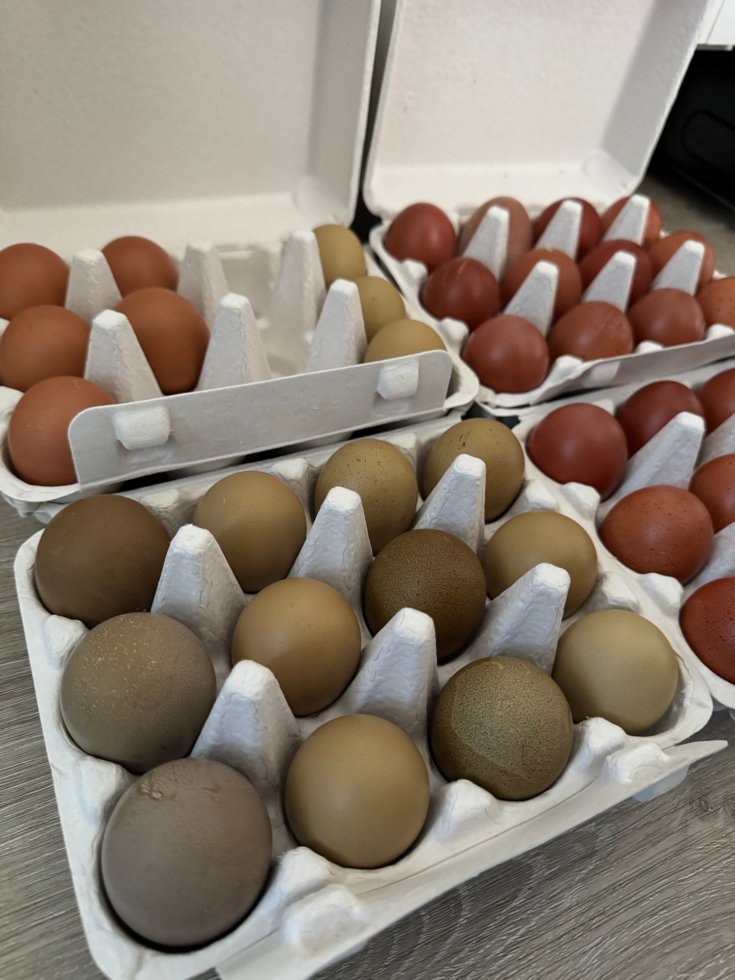 Olive Egger Chicks