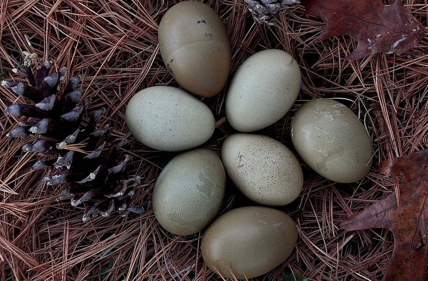 Olive Egger Hatching Eggs