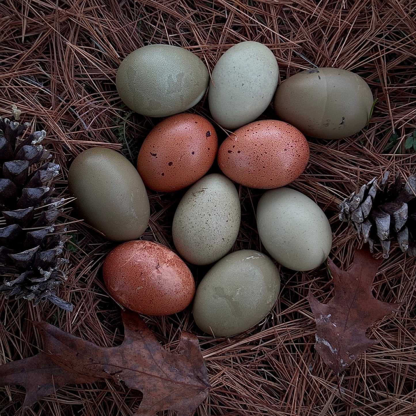 Olive Egger Chicks