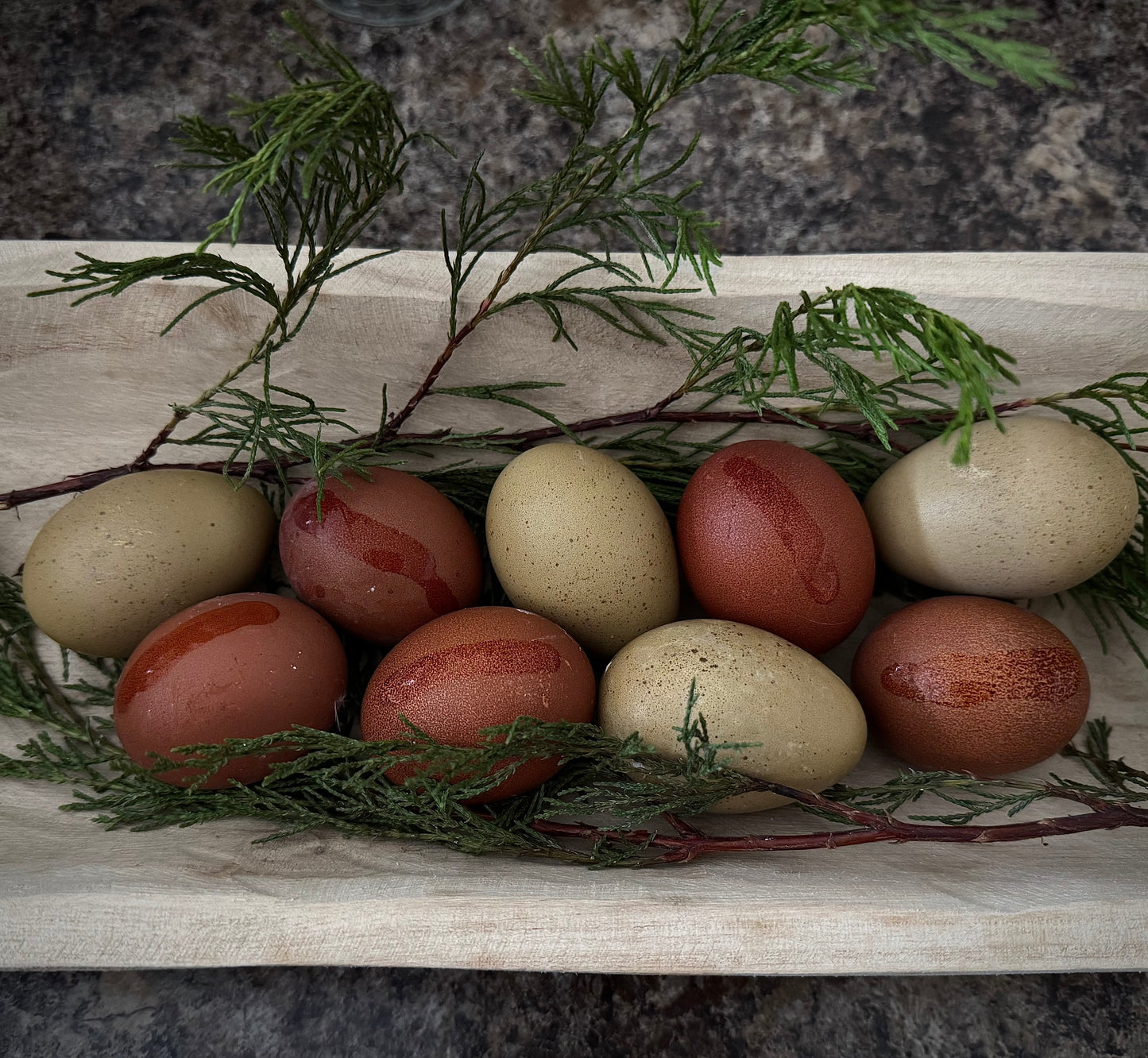 Marans Hatching Eggs