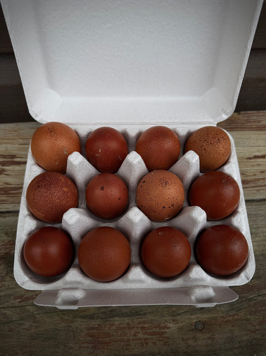 BBS Marans Chicks