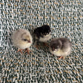 BBS Marans Chicks