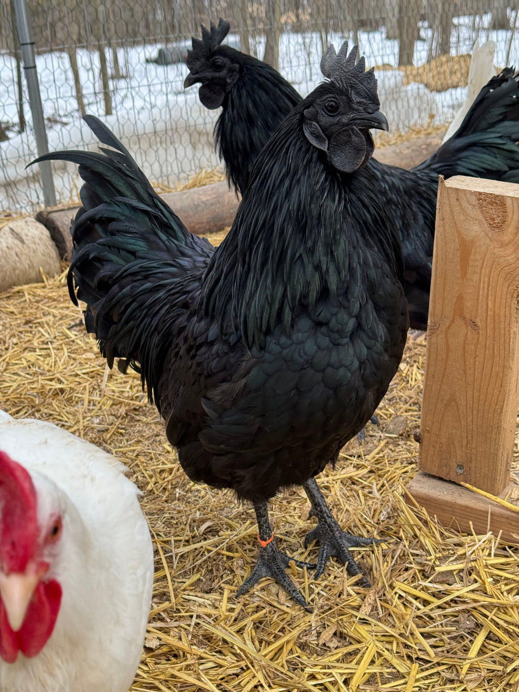 Ayam Cemani Chick