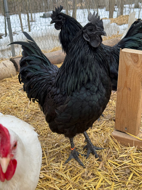 Ayam Cemani Chick