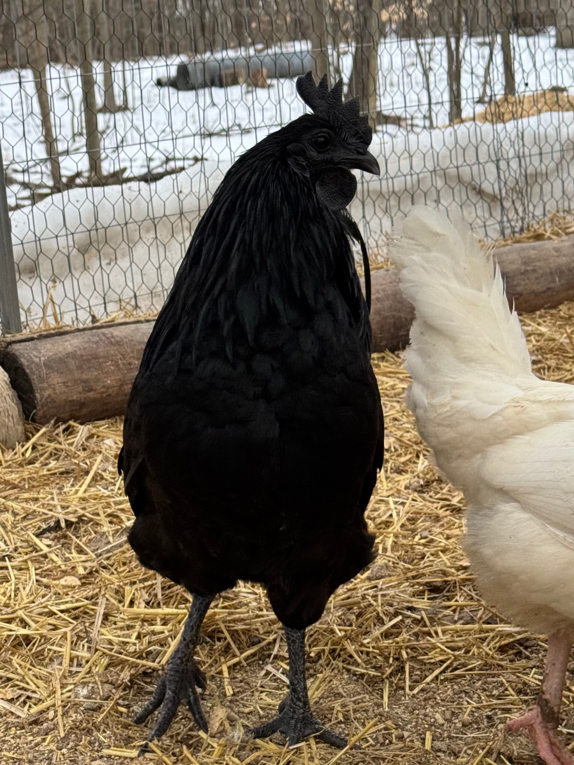 Ayam Cemani Chick