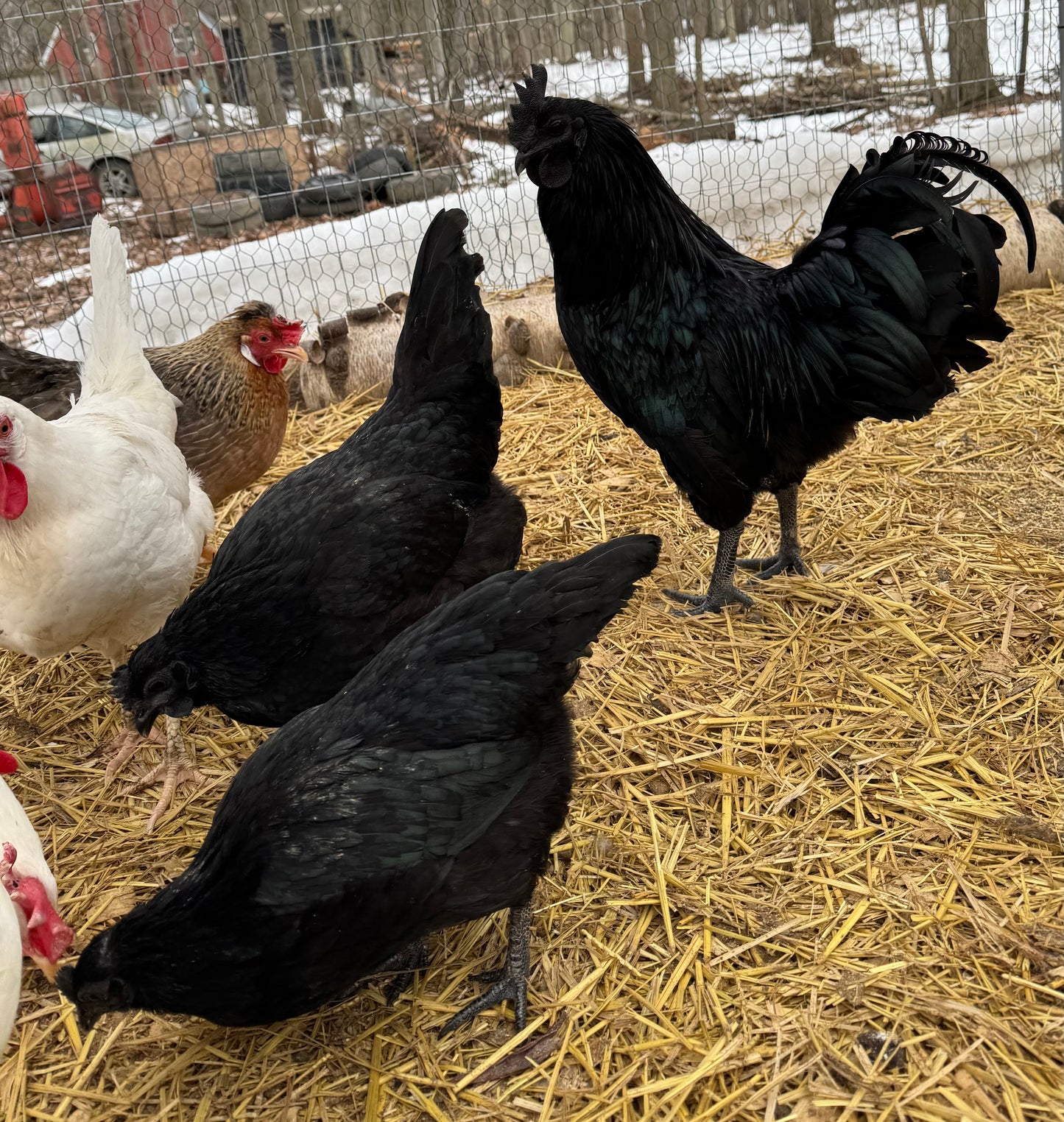 Ayam Cemani Hatching Eggs