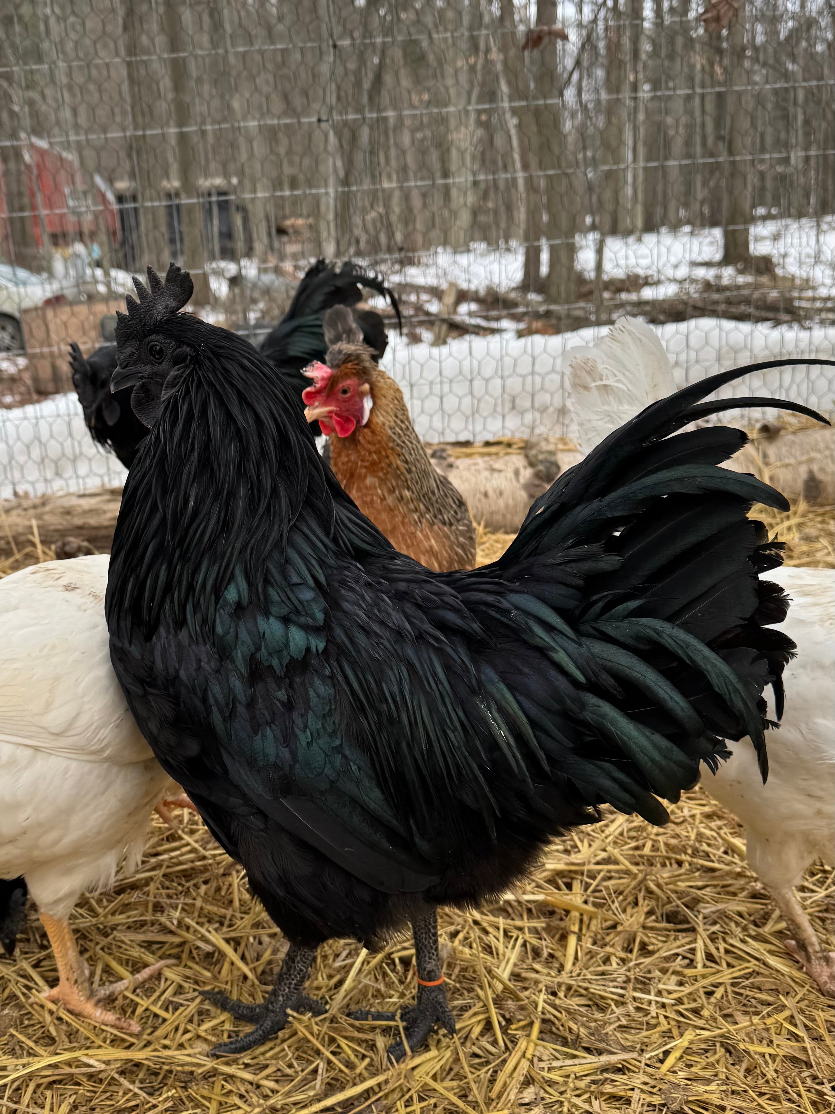 Ayam Cemani Chick