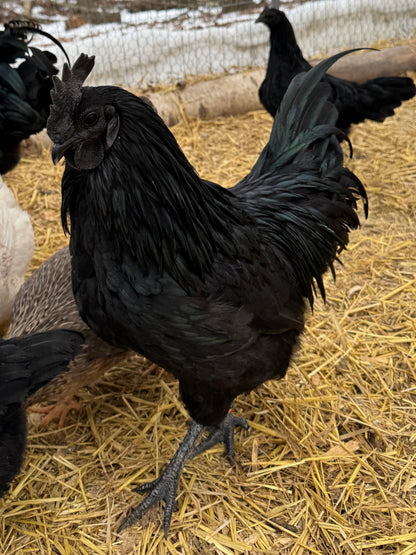 Ayam Cemani Chick