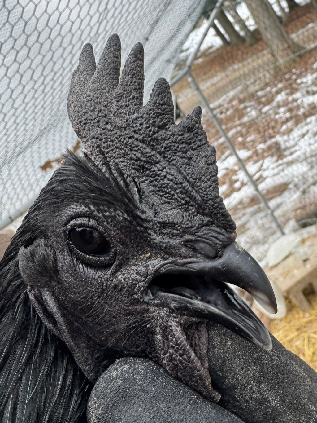 Ayam Cemani Chick