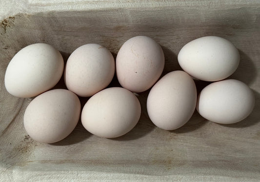 Ayam Cemani Hatching Eggs