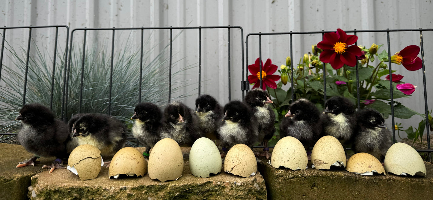 Olive Egger Chicks