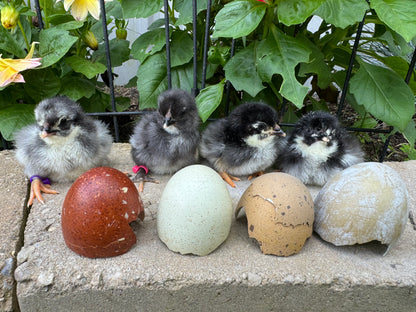 Olive Egger Chicks