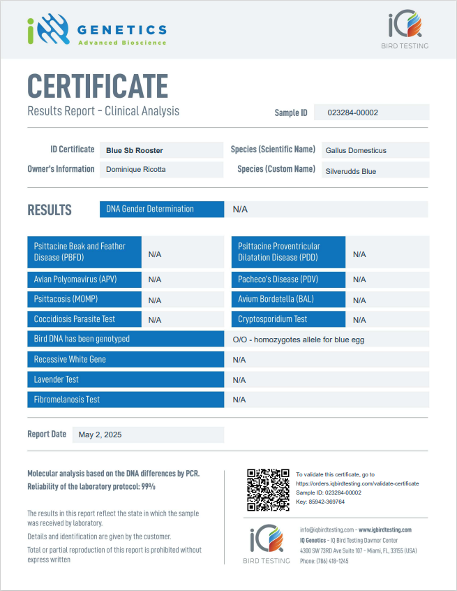 Silverudd’s Blue Hatching Eggs