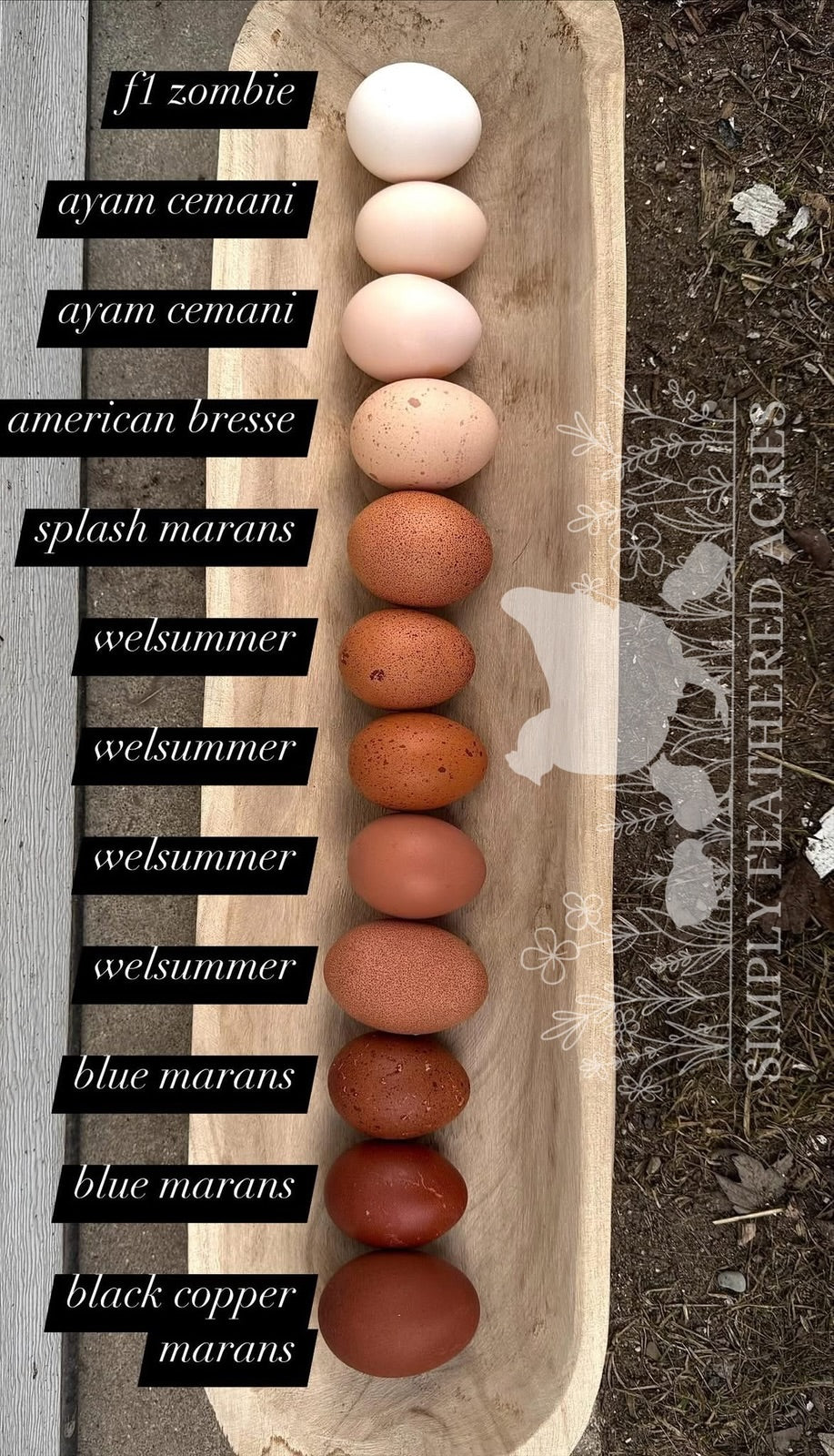 Customer’s Choice Hatching Eggs